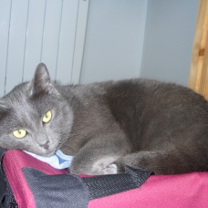 Image pour l'annonce DONNE TYPE CHARTREUX FEMELLE 3a