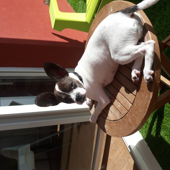 Image pour l'annonce Donne Jack Russel