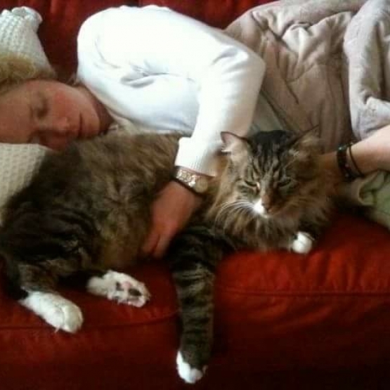 Image pour l'annonce A donner un chat de 13 ans