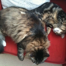 Image pour l'annonce A donner un chat de 13 ans