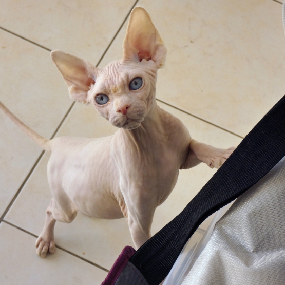 Image pour l'annonce Vends chaton Sphynx