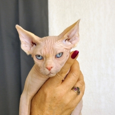 Image pour l'annonce Vends chaton Sphynx