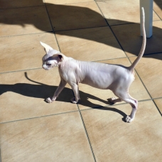 Image pour l'annonce Vends chaton Sphynx