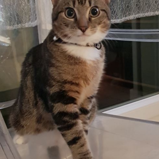 Image pour l'annonce Propose Saillie Chaton Bengal Male