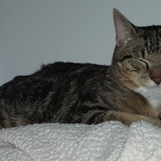 Image pour l'annonce Propose Saillie Chaton Bengal Male