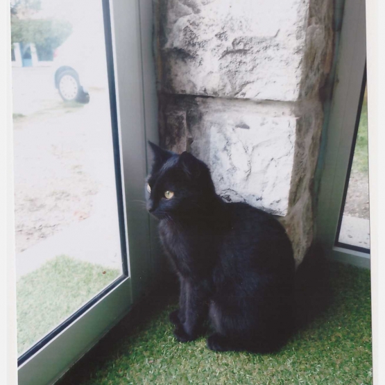 Image pour l'annonce Donne Chatte noire 4 ans