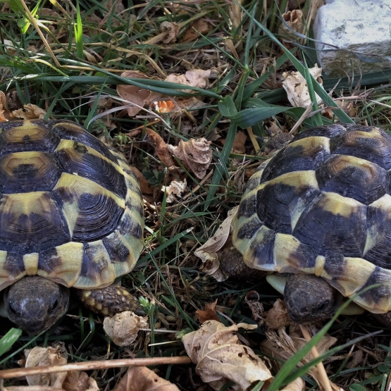 Image pour l'annonce Céde tortue hermann boettgeri