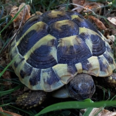 Image pour l'annonce Céde tortue hermann boettgeri