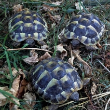 Image pour l'annonce Céde tortue hermann boettgeri