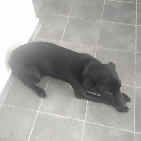 Image pour l'annonce Chien Labrador croisé noir à donner