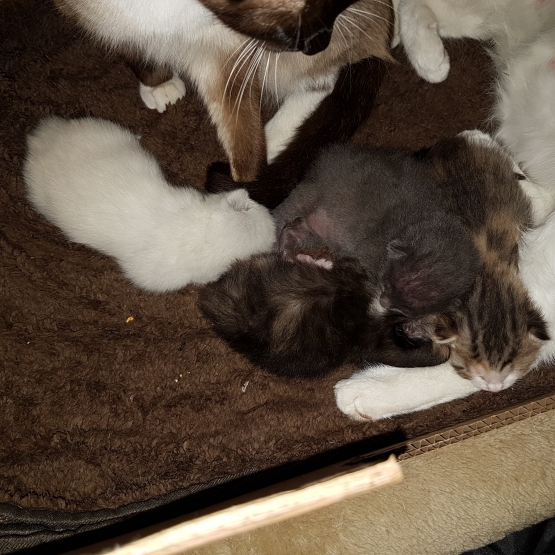 Image pour l'annonce Chatons à reserver