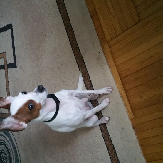 Image pour l'annonce donne femelle jack russel