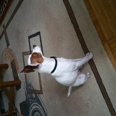 Image pour l'annonce donne femelle jack russel