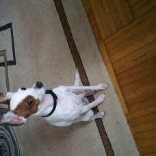 Image pour l'annonce donne femelle jack russel