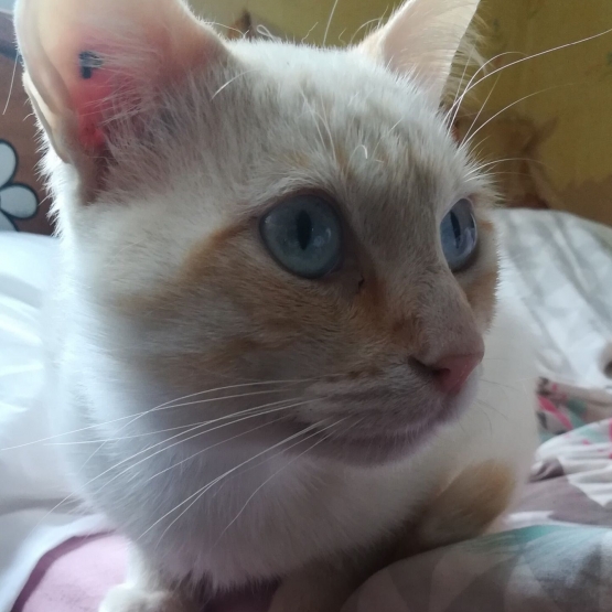 Image pour l'annonce Oslo 16 mois beau croisé siamois/balinais red point à adopter