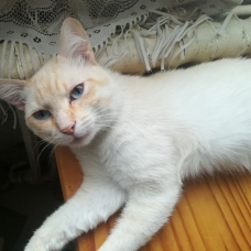 Image pour l'annonce Oslo 16 mois beau croisé siamois/balinais red point à adopter