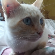Image pour l'annonce Oslo 16 mois beau croisé siamois/balinais red point à adopter