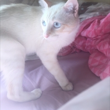 Image pour l'annonce Oslo 16 mois beau croisé siamois/balinais red point à adopter