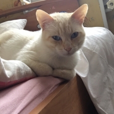 Image pour l'annonce Oslo 16 mois beau croisé siamois/balinais red point à adopter