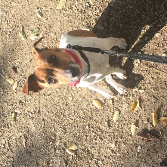 Image pour l'annonce Donne femelle jack russel 3 ans