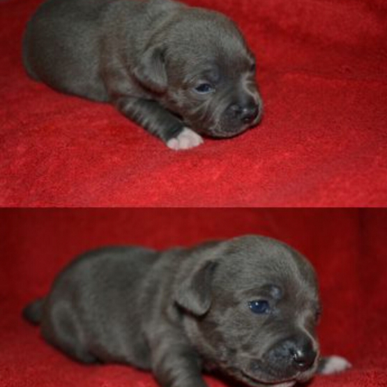 Image pour l'annonce Vend staffie bleu