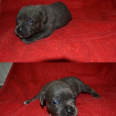 Image pour l'annonce Vend staffie bleu