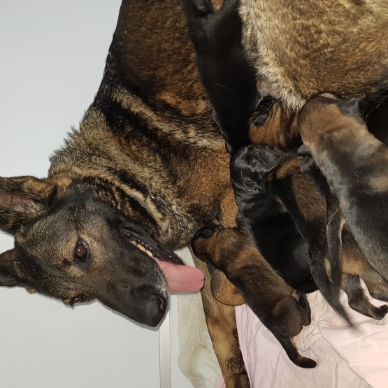 Image pour l'annonce Vends Chiots Bergers Allemand