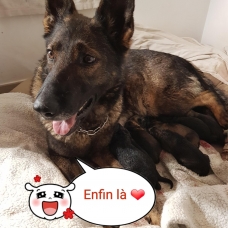 Image pour l'annonce Vends Chiots Bergers Allemand