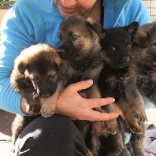 Image pour l'annonce Vends Chiots Bergers Allemand