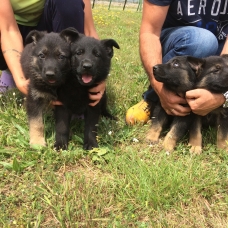 Image pour l'annonce Vends Chiots Bergers Allemand