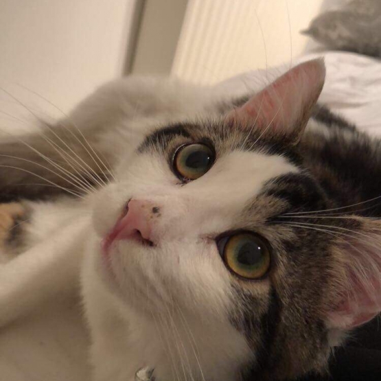 Image pour l'annonce Donne chat mâle de 7 mois