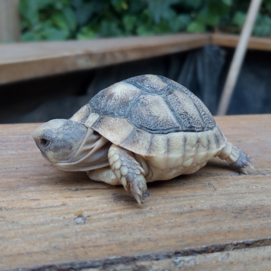Image pour l'annonce tortue marginata