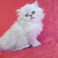 Image pour l'annonce Chaton persan colourpoint