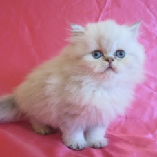 Image pour l'annonce Chaton persan colourpoint