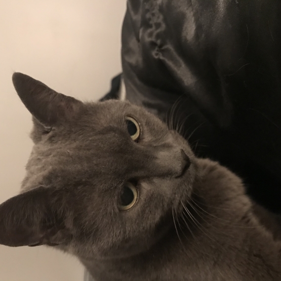 Image pour l'annonce Donne adorable chat âge de 10 ans