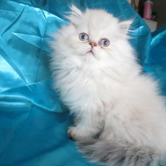 Image pour l'annonce Chaton persan colourpoint