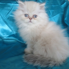 Image pour l'annonce Chaton persan colourpoint