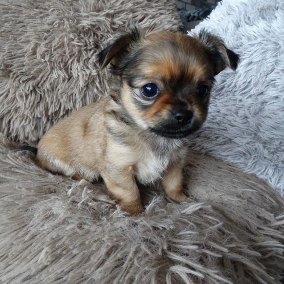Image pour l'annonce Magnifiques chiots CHIHUAHUA, vaccinés avec puce électronique et passeport européen  600 €