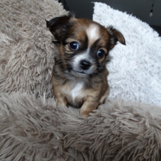 Image pour l'annonce Magnifiques chiots CHIHUAHUA, vaccinés avec puce électronique et passeport européen  600 €