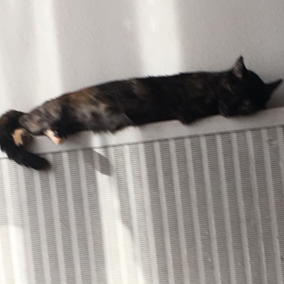 Image pour l'annonce donne chatte