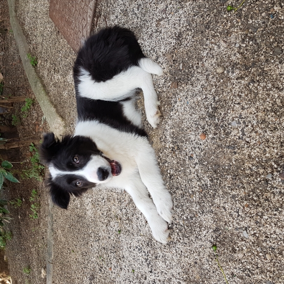 Image pour l'annonce vends chiot femelle border collie