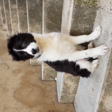 Image pour l'annonce vends chiot femelle border collie