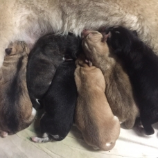 Image pour l'annonce Vend chiots type husky sibérien