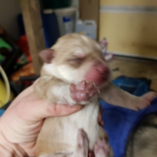 Image pour l'annonce Vend chiots type husky sibérien
