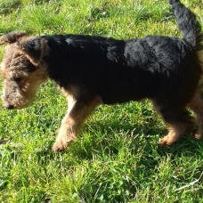Image pour l'annonce Chiot Welsh Terrier