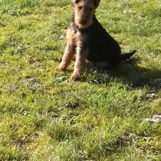 Image pour l'annonce Chiot Welsh Terrier