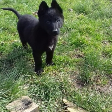 Image pour l'annonce Chiots berger allemand noirs