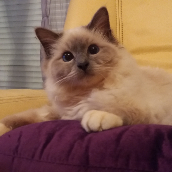 Image pour l'annonce Saillie de Birmanie LOOF