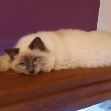 Image pour l'annonce Saillie de Birmanie LOOF