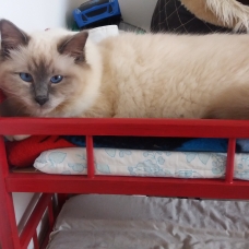 Image pour l'annonce Saillie de Birmanie LOOF